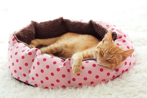 Two kittens sleeping in a pink polka dot bed.